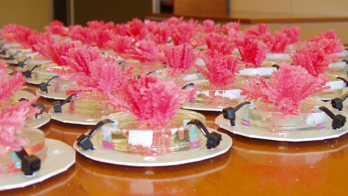 Bright pink coralline on dishes