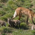 Maned wolf with four pups