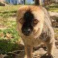 Lemur looks directly into camera