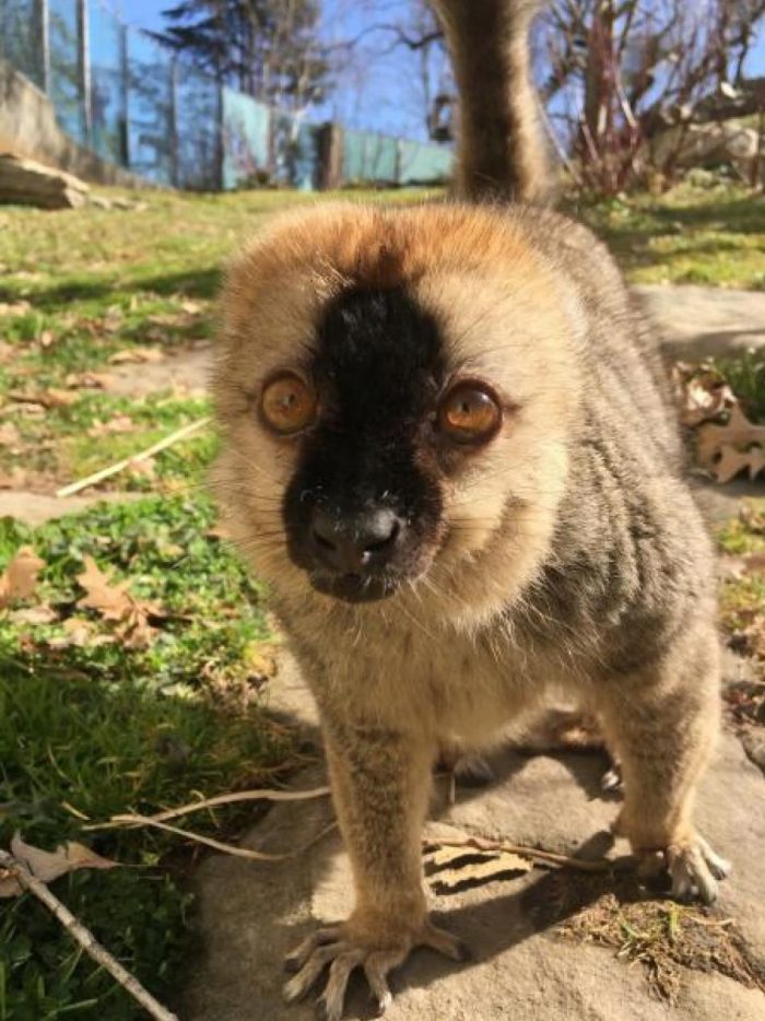 Long-lived lemur dies at the National Zoo