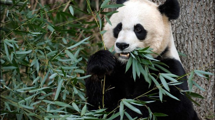 Giant panda eating bamboo