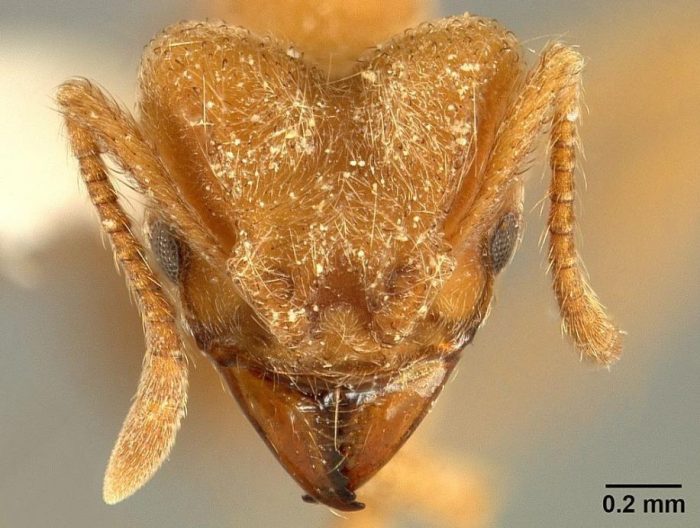 Close up of ant's head