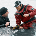 Two researchers in water with narwhal