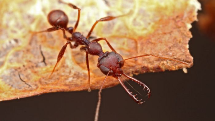 Close up of ant