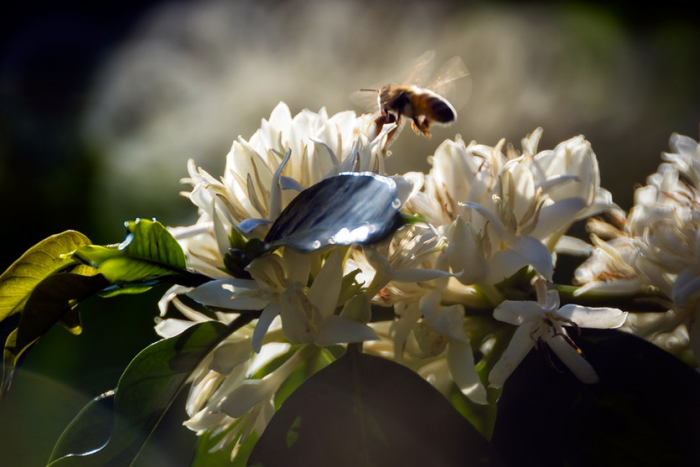 Bee hovers above white flowers