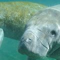 Two manatees underwater