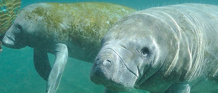 Manatee Appreciation Day: So near and yet sonar