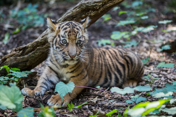 cub reclining in enclosure