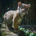 tiger cub exploring enclosure