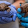 armadillo pups held by vets