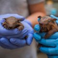 keepers hold armadillo pups