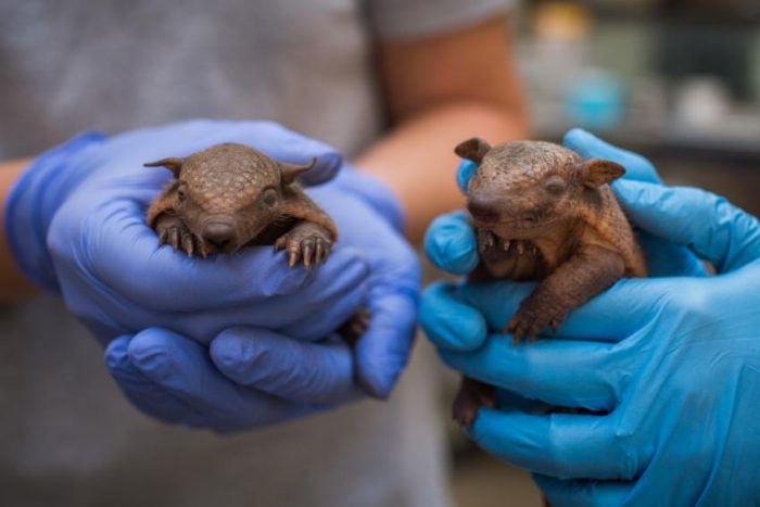 keepers hold armadillo pups