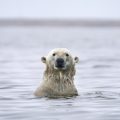 Polar bear poking head above water