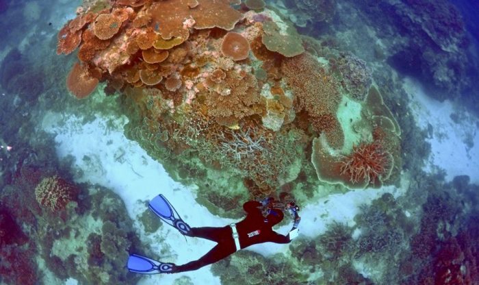 Diver swims above coral reef