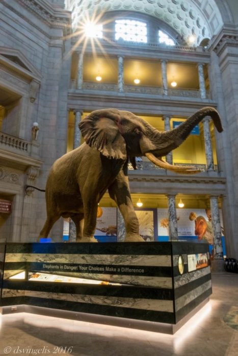 Henry the elephant in the rotunda of NMNH