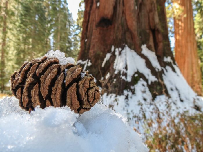 Close up of pine cone in snow