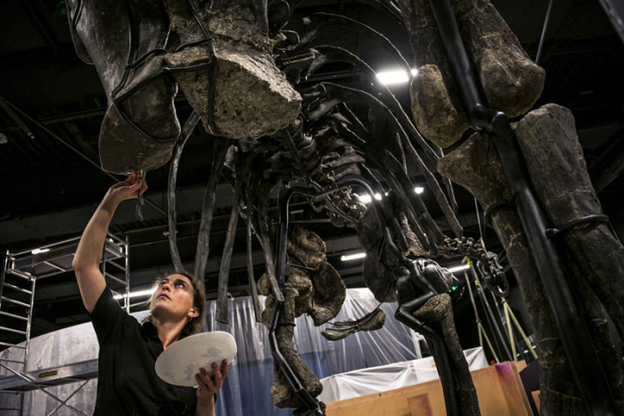 Scientist works on dinosaur skeleton 