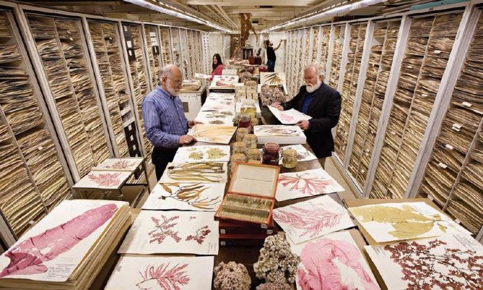 Staff examine pressed specimens