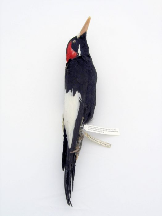 Specimen red, white and black woodpecker on white background