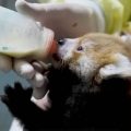 Red panda drinks from bottle