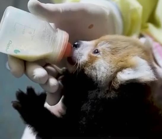 Saving baby animals with the milk lab