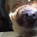 Ms. Chips, the sloth, hangs upside down