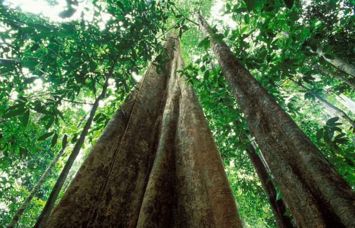 Trees photographed from below