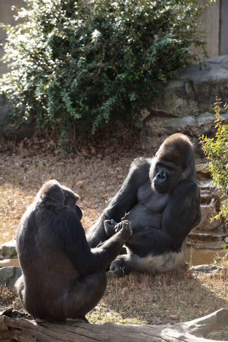 Gorillas holding hands