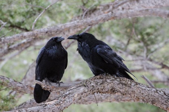 Two ravens on a branch