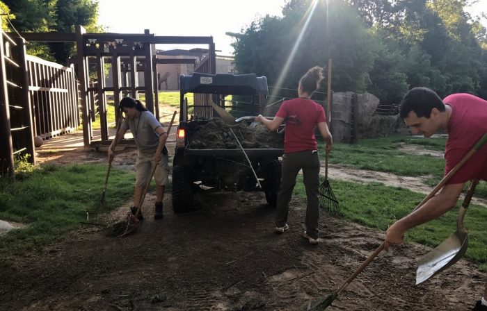 Animal keepers cleaning outdoor habiatat