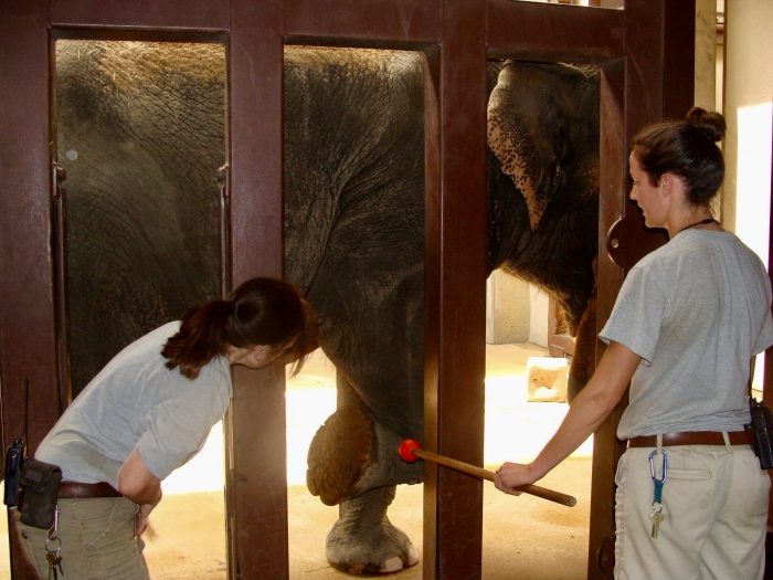Keepers conducting visual assessment of elephant