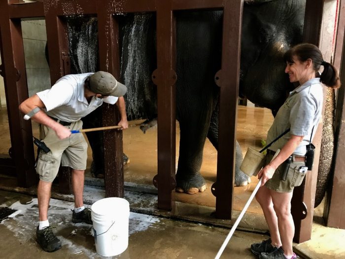 Keepers scrubbing an elephant