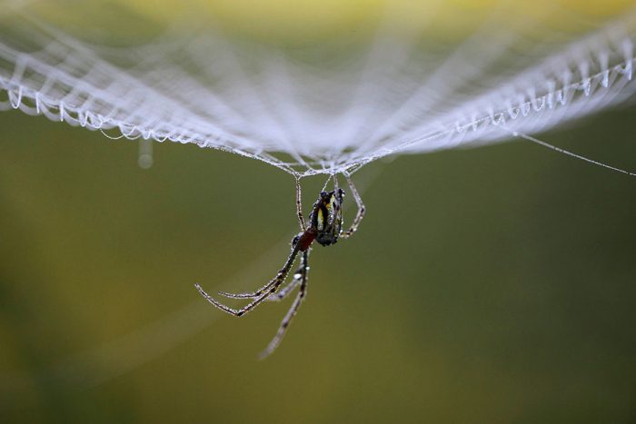 Spider on web