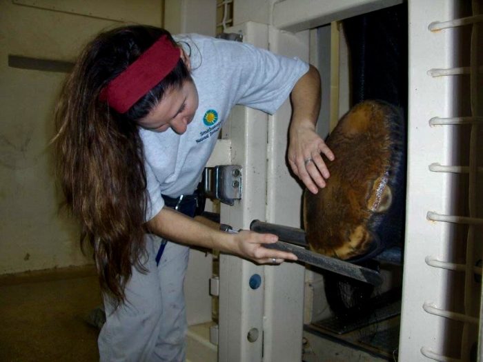 Keeper checking elephant's foot