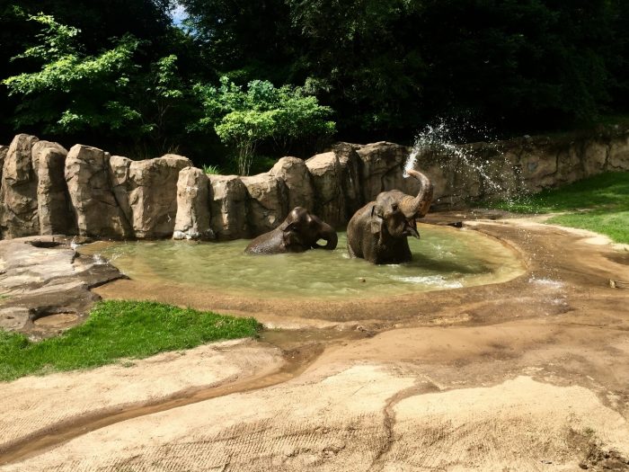 Elephants playing in pool