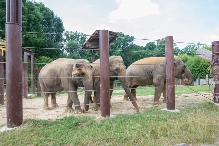 Elephants entering outdoor yard