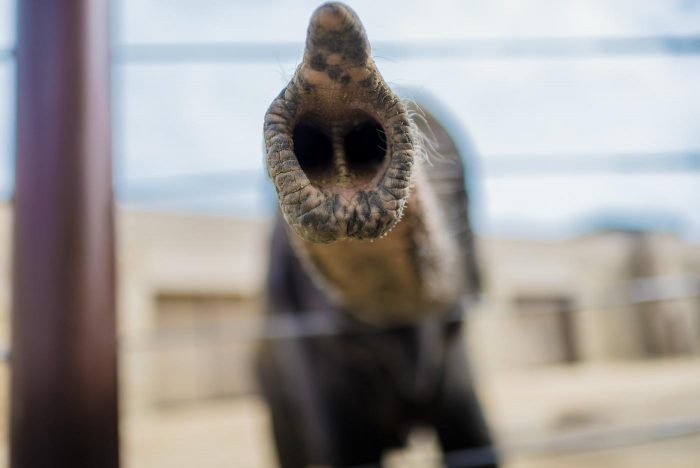 Close-up of elephant's trunk