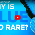 Screenshot from Why is Blue so Rare