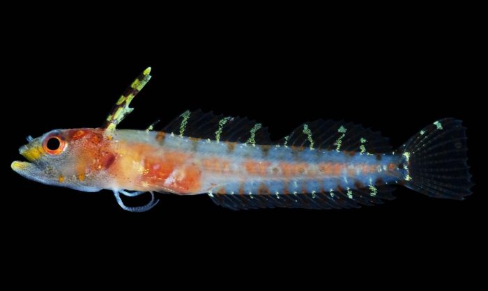 Small, translucent fish