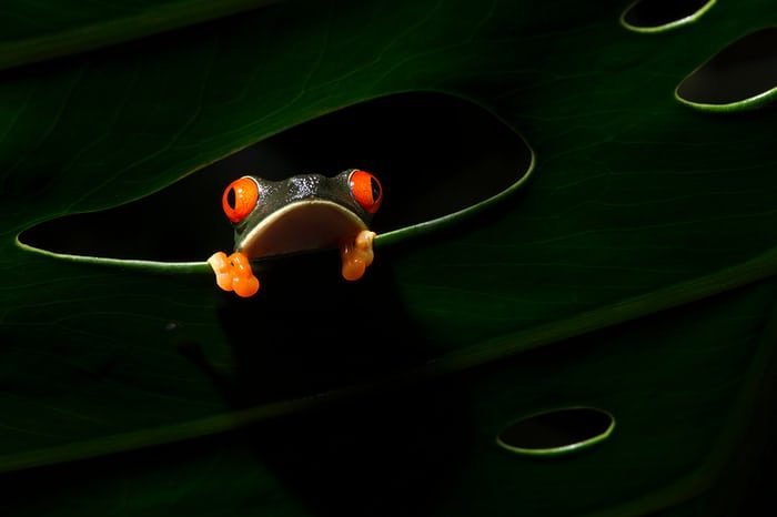 Close up of frog with orange eyes and toes