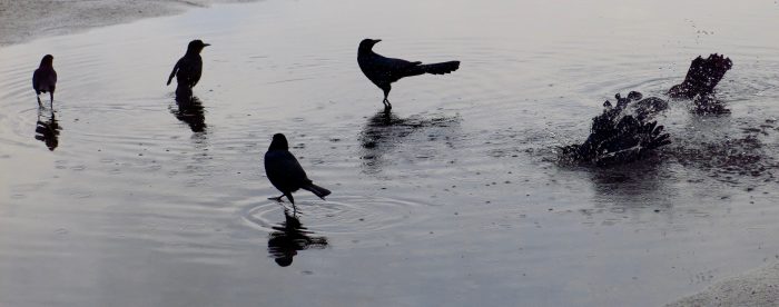 Birds freshen up in the parking lot of the Kennedy Space Center in Cape Canaveral, Florida.