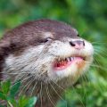 Otter giving side-eye