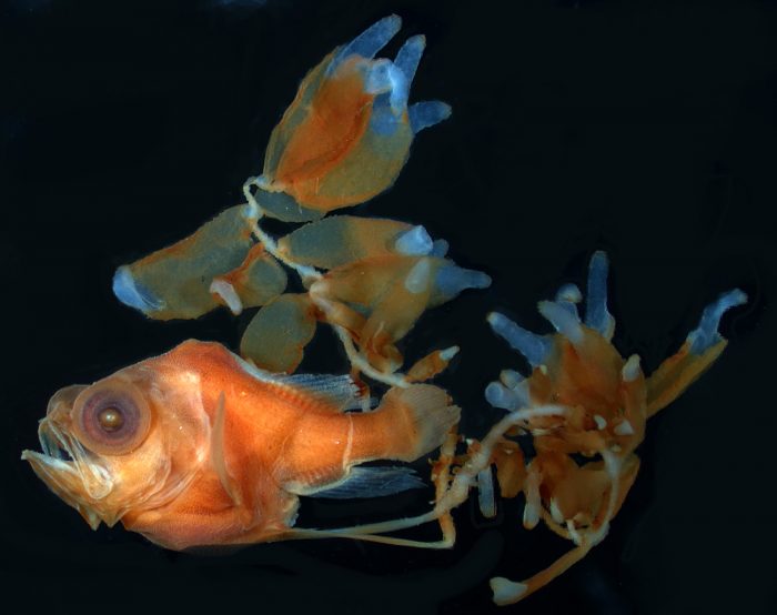 Six-millimeter larva of the deep-sea Gibberfish, Gibberichthys latifrons.