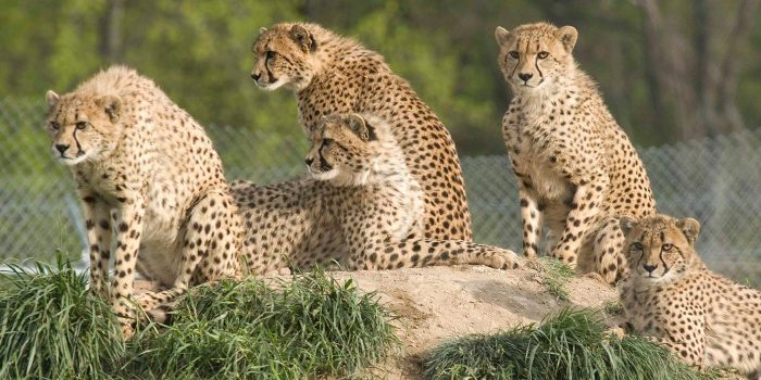 Group of young cheetahs