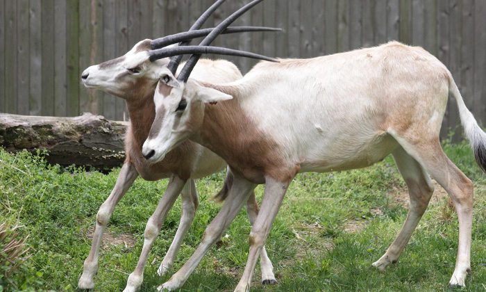 Horned oryx