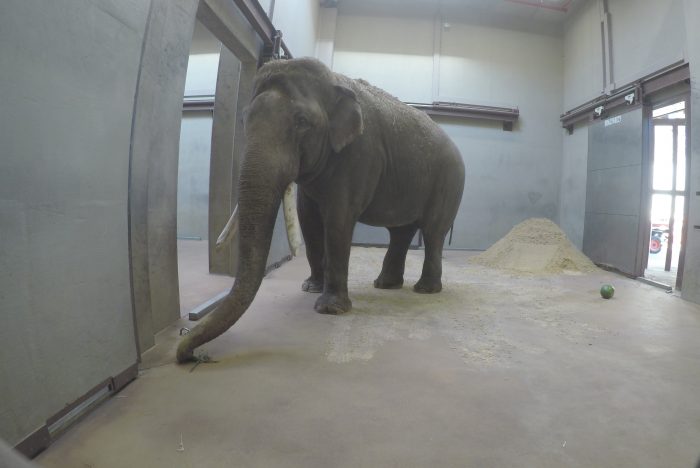 Asian elephant in barn