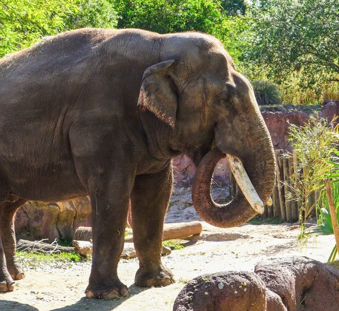 Elephant in enclosure