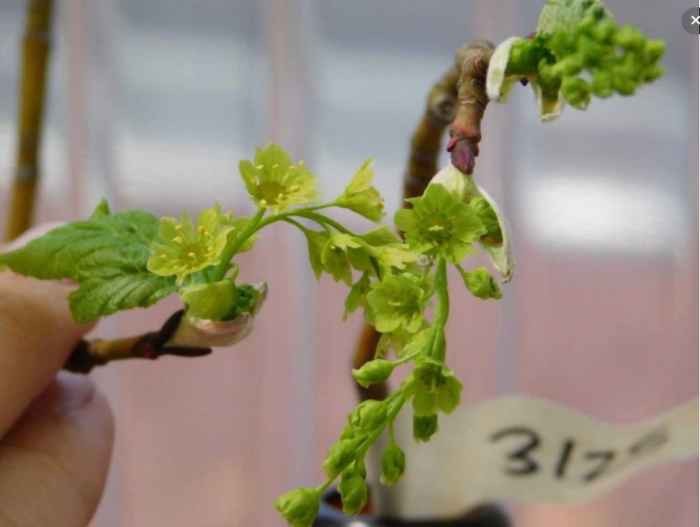 Labled maple branch