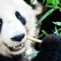 Panda eating bamboo and looking at camera