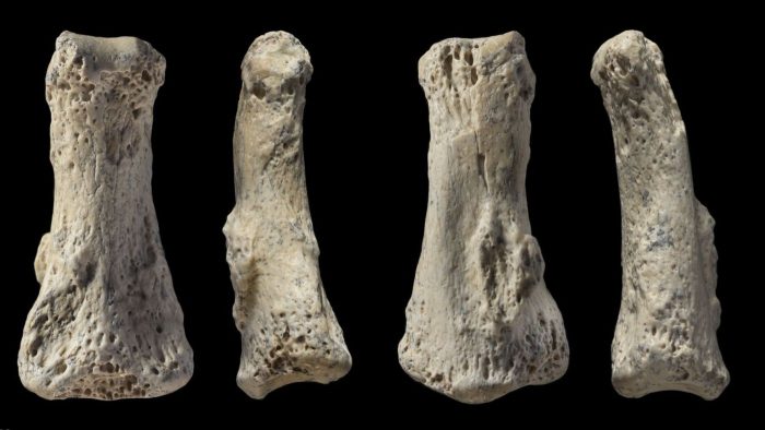 Four fossilized bones